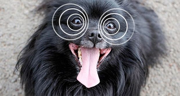 Hypnodog